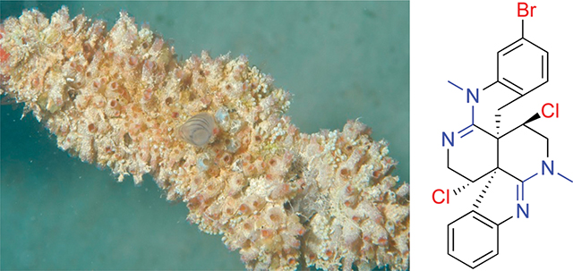 graphic file with name nihms-1948063-f0001.jpg