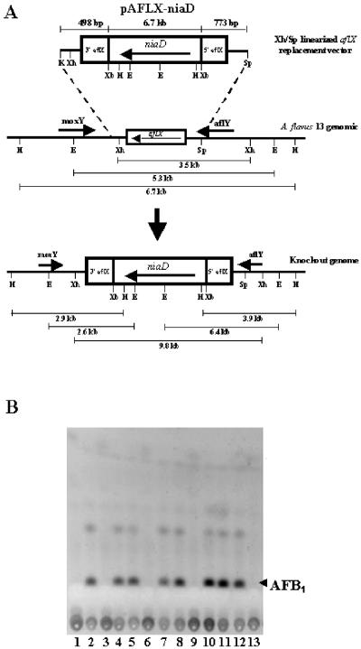 FIG. 2.