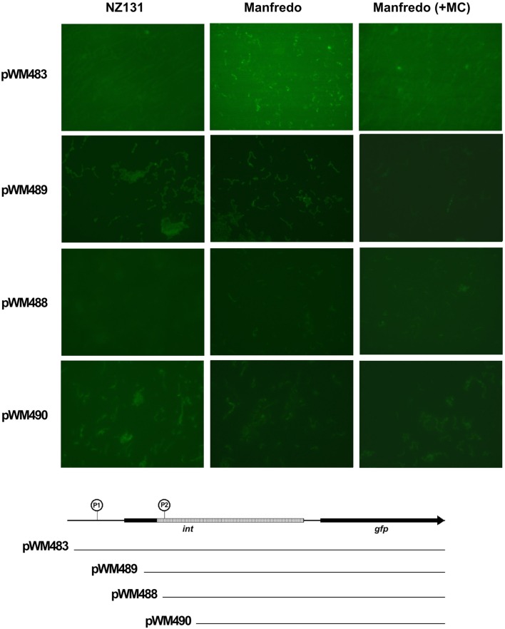 Figure 7