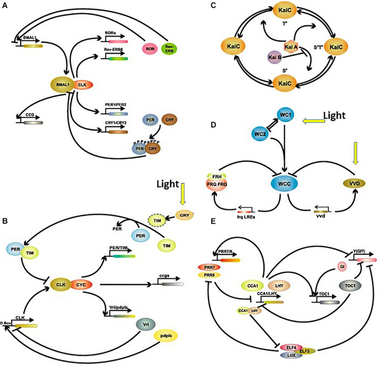 FIGURE 10