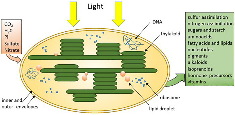 FIGURE 2