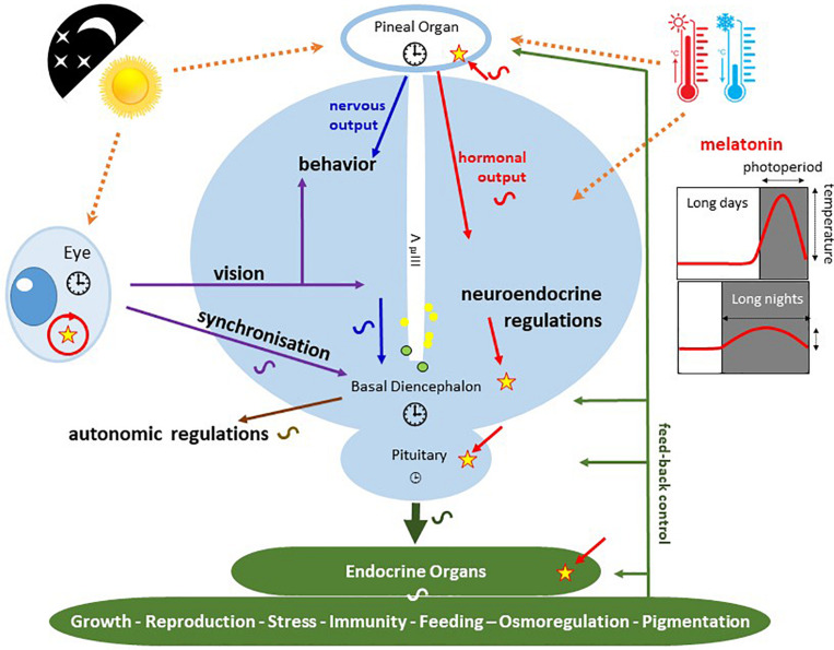 FIGURE 11