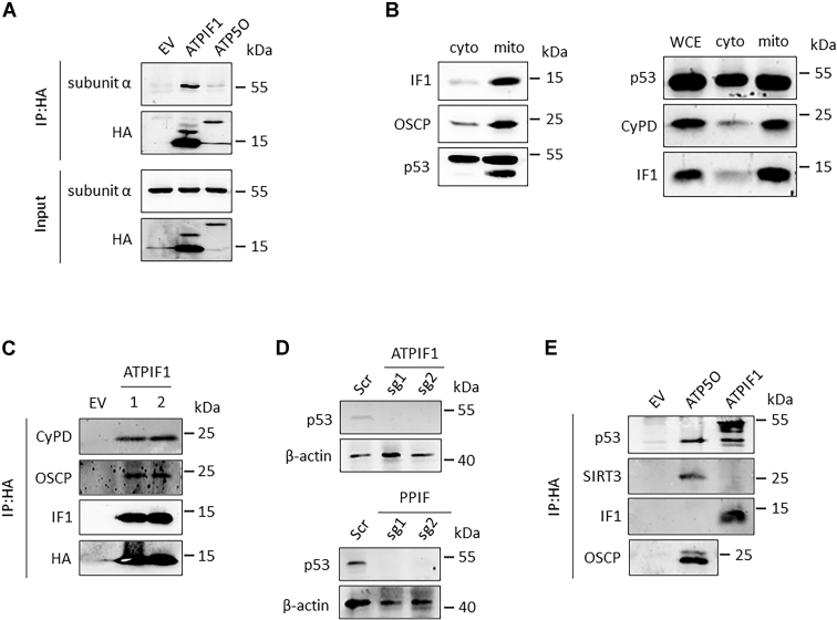 Figure 5