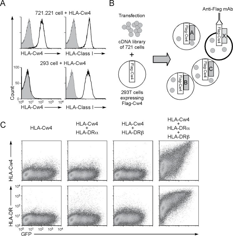 Fig. 1.