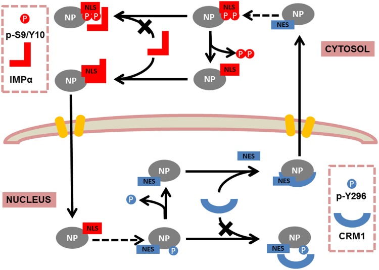 FIG 11