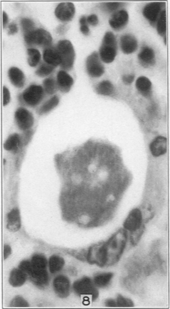 Fig. 8