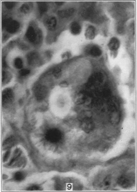 Fig. 9