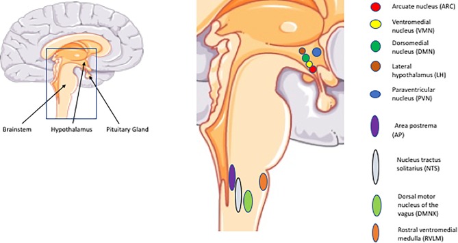 FIGURE 1