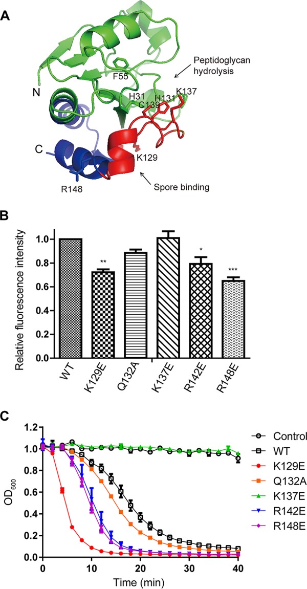 FIG 3