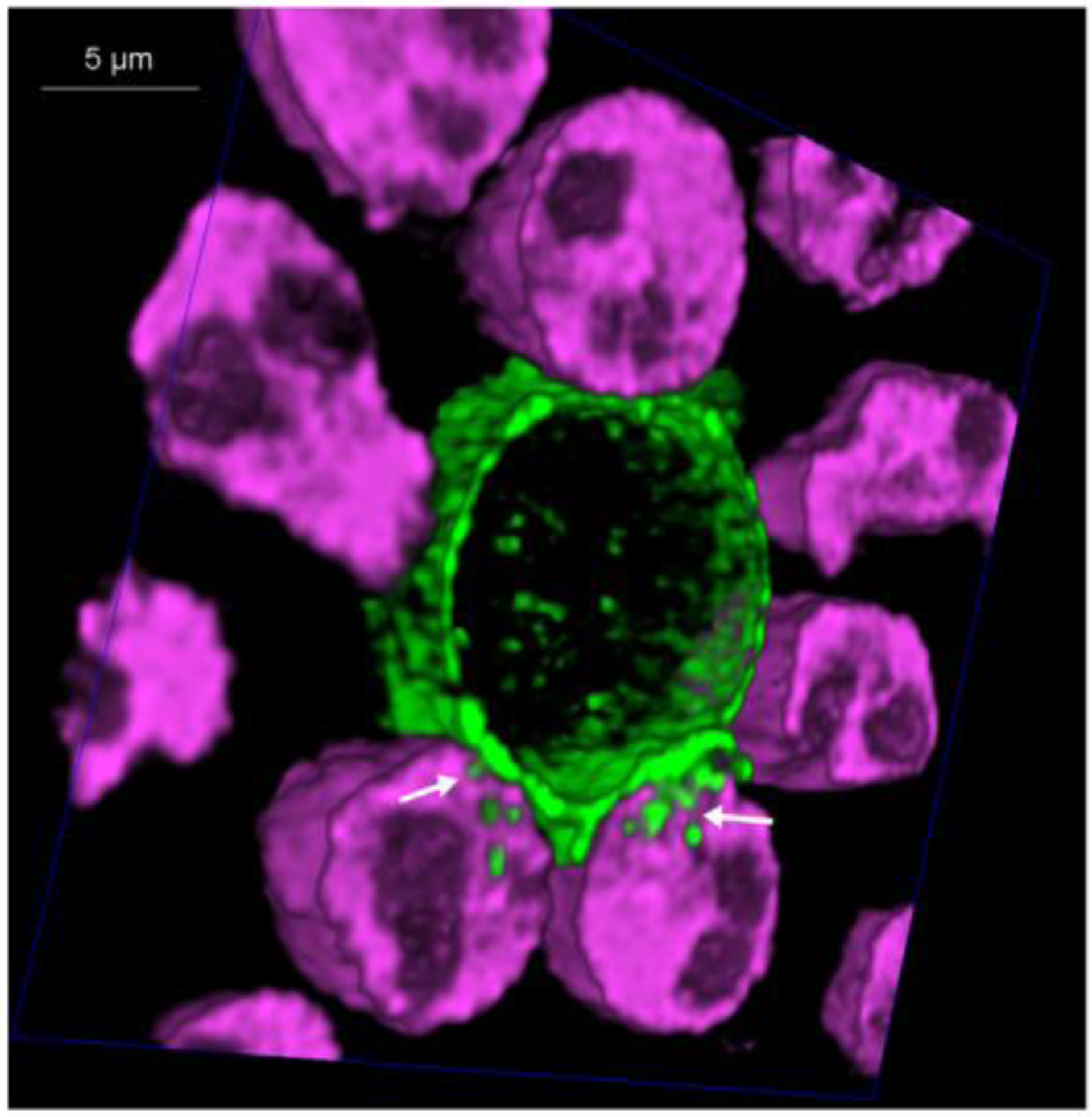 Figure 2: