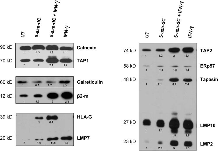 Figure 7