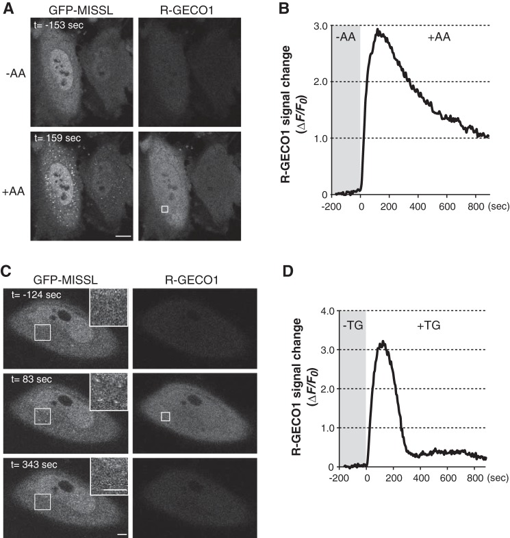 The calcium-binding protein ALG-2 regulates protein secretion and ...