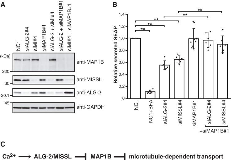 The calcium-binding protein ALG-2 regulates protein secretion and ...