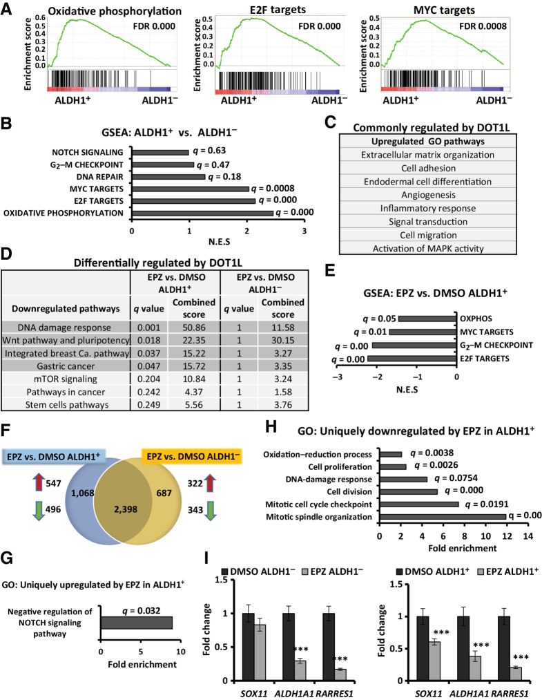 Figure 5. DOT1L inhibition downregulates gene profiles of oxidative phosphorylation, cell division, and WNT pathway specifically in ALDH1+ cells. RNA-seq was performed in three independent biological ALDH1+ and ALDH1− cell populations collected after 10 days of treatment with DMSO or 0.5 μmol/L EPZ-5676. A, GSEA plots representing the three most significantly enriched clusters in 468 ALDH1+ cells vs. ALDH1− populations. B, Gene profiles overrepresented in ALDH1+ vs. ALDH1− cells, with respective FDR/q values and normalized enrichment scores of data graphed in A and Supplementary Fig. S3A. C, GO analysis for genes upregulated (fold change ≥ 2; q ≤ 0.05) in both EPZ-5676–treated ALDH1+ and ALDH1− populations compared with respective DMSO controls. D, WIKI/KEGG pathway analysis of the downregulated genes (fold change ≤ 0.7; q ≤ 0.05) in drug-treated vs. control cells. Gray highlighted pathways are significantly downregulated in EPZ-5676–treated ALDH1+ cells (q ≤ 0.05) but not in drug-treated ALDH1− cells (q = 1). E, GSEA comparing EPZ-5676–treated ALDH1+ vs. DMSO-treated ALDH1+ cells shows gene sets downregulated by treatment. F, Venn diagram displays genes whose expression is either commonly or differently altered by EPZ-5676 (EPZ) treatment in isolated ALDH1+ and ALDH1− populations compared with their respective DMSO controls: 547 genes were uniquely upregulated and 496 genes were uniquely downregulated in drug-treated ALDH1+ cells; 322 genes were uniquely upregulated and 343 genes were uniquely downregulated in response to drug in ALDH1− cells. G, GO analysis for genes significantly upregulated only in drug-treated ALDH1+ cells (547 genes). Biological processes shown with FDR q ≤ 0.05. H, GO analysis for genes significantly downregulated only in drug-treated ALDH1+ cells (496 genes). Biological processes shown with FDR q ≤ 0.05. I, qPCR gene expression of SOX11, ALDH1A1, and RARRES1 in drug- or DMSO-treated ALDH1− (left) and ALDH1+ populations (right). ***, P ≤ 0.001. See also Supplementary Fig. S3.