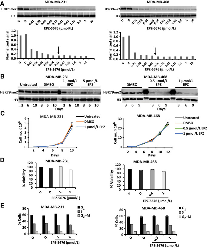 Figure 2. DOT1L inhibition by EPZ-5676 does not significantly change proliferation, viability, or cell-cycle distribution. A, Cells were treated with indicated drug concentration or DMSO for 7 days. Histones were acid extracted and analyzed for H3K79me2 levels by Western blots as described in Materials and Methods. H3K79 me2 levels were normalized against total H3 and H3K79me2 quantification plotted. Arrows indicate IC90 concentration at which maximal inhibition was achieved. B, Cells were treated with indicated drug concentration or DMSO and analyzed for H3K79me2 and total H3 levels after 3, 6, 9–10 days. C, Cells were treated with indicated EPZ-5676 concentrations, and viable cells were counted after 2, 4, 6, 8, 10, and 12 days using Trypan Blue exclusion dye. Untreated and DMSO-treated cells served as controls. D, Cells were treated with or without indicated EPZ-5676 concentrations for 10 days followed by viability assay using MTS reagent. Absorbance was measured at 490 nm. Untreated (U) and DMSO (D)- treated cells served as controls. None of the experimental values differed significantly from U or D controls. E, Cells were treated with EPZ-5676 or DMSO (D) as vehicle or left untreated (U) for 10 days and were analyzed for cell-cycle distribution by flow cytometry following BrdUrd pulse labeling and propidium iodide staining. All graphed data represent the means ± SEM of triplicated repeats from at least three independent biological assays.