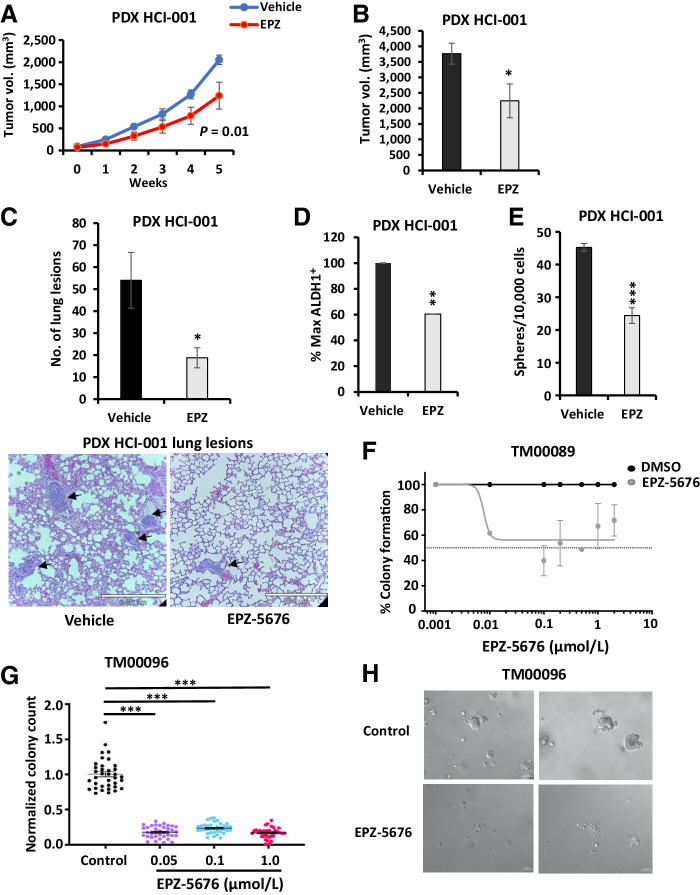 Figure 7. Treatment with EPZ-5676 decreases TNBC PDX tumor growth in vivo and organoid colony formation. A, TNBC PDX HCI-001 pieces were implanted into 5 NSG mice and mice received EPZ-5676 or vehicle treatment over 5 weeks via i.p. injections daily. Tumor growth is plotted as measured by caliper over time. Statistical analysis of growth curve with P value is indicated. B, Mean final tumor volume measured by caliper at sacrifice in mice injected with PDX HCI-001 is graphed ± SEM. EPZ-treated tumor vs. DMSO control P = 0.04. C, Number of micrometastatic lung lesions from PDX HCI-001 in vehicle- and EPZ-treated mice are graphed and representative images are shown below with arrows pointing to the lung lesion. D, Tumors from mice injected with PDX HCI-001 were excised at sacrifice, digested into single cells, and analyzed for % ALDH1+ cells. Normalized % max ALDH1+ cells are graphed ± SEM. P = 0.005. E, Tumors from mice injected with PDX HCI-001 were excised at sacrifice, digested into single cells, and plated into sphere assay. Number of spheres from EPZ-5676– or vehicle-treated tumors is graphed ± SEM. P = 0.00005. F, TNBC PDX-derived organoids were digested into 3–10 cell clusters and seeded with different concentrations of EPZ-5676 or DMSO for 14 days and allowed to grow colonies. The percentage of colony formation for EPZ-5676–treated compared with DMSO control is plotted. P = 0.0003. G, TNBC PDX-derived organoids were digested into 3–10 cell clusters and seeded to form colonies with EPZ-5676 or DMSO treatment for 12 days. Colonies were recovered, digested, and reseeded with DMSO for 12 days, and colonies were counted as described in the Materials and Methods section. Normalized colony counts in pretreatment with EPZ-5676 at different concentrations as compared with DMSO control are graphed. P < 0.0001. H, Representative images of colonies in DMSO control and EPZ-5676 treated samples derived from TNBC PDX organoids.