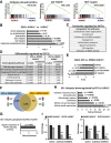 Figure 5. DOT1L inhibition downregulates gene profiles of oxidative phosphorylation, cell division, and WNT pathway specifically in ALDH1+ cells. RNA-seq was performed in three independent biological ALDH1+ and ALDH1− cell populations collected after 10 days of treatment with DMSO or 0.5 μmol/L EPZ-5676. A, GSEA plots representing the three most significantly enriched clusters in 468 ALDH1+ cells vs. ALDH1− populations. B, Gene profiles overrepresented in ALDH1+ vs. ALDH1− cells, with respective FDR/q values and normalized enrichment scores of data graphed in A and Supplementary Fig. S3A. C, GO analysis for genes upregulated (fold change ≥ 2; q ≤ 0.05) in both EPZ-5676–treated ALDH1+ and ALDH1− populations compared with respective DMSO controls. D, WIKI/KEGG pathway analysis of the downregulated genes (fold change ≤ 0.7; q ≤ 0.05) in drug-treated vs. control cells. Gray highlighted pathways are significantly downregulated in EPZ-5676–treated ALDH1+ cells (q ≤ 0.05) but not in drug-treated ALDH1− cells (q = 1). E, GSEA comparing EPZ-5676–treated ALDH1+ vs. DMSO-treated ALDH1+ cells shows gene sets downregulated by treatment. F, Venn diagram displays genes whose expression is either commonly or differently altered by EPZ-5676 (EPZ) treatment in isolated ALDH1+ and ALDH1− populations compared with their respective DMSO controls: 547 genes were uniquely upregulated and 496 genes were uniquely downregulated in drug-treated ALDH1+ cells; 322 genes were uniquely upregulated and 343 genes were uniquely downregulated in response to drug in ALDH1− cells. G, GO analysis for genes significantly upregulated only in drug-treated ALDH1+ cells (547 genes). Biological processes shown with FDR q ≤ 0.05. H, GO analysis for genes significantly downregulated only in drug-treated ALDH1+ cells (496 genes). Biological processes shown with FDR q ≤ 0.05. I, qPCR gene expression of SOX11, ALDH1A1, and RARRES1 in drug- or DMSO-treated ALDH1− (left) and ALDH1+ populations (right). ***, P ≤ 0.001. See also Supplementary Fig. S3.