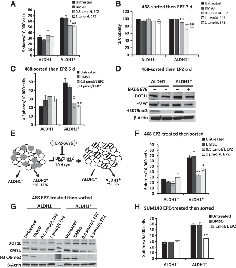 Figure 4. Prolonged DOT1L inhibition attenuates sphere formation and cMyc expression in ALDH1+ cells. A, ALDH1+ and ALDH1− cells isolated from 468 were plated into sphere assays ± EPZ-5676 or DMSO added to sphere media at seeding. Mean sphere numbers ≥ 75 μm in diameter at 12–14 days with ± SEM are graphed. Total drug exposure was 3 days. B, Cell viability was assayed in sorted 468 ALDH1+ and ALDH1− cells treated ± EPZ-5676 or DMSO controls over 7 days. C, ALDH1+- and ALDH1−-sorted 468 cells were cultured ± EPZ-5676 or DMSO for 6 days, then plated into sphere assay conditions ± either DMSO or EPZ-5676 added once at seeding. Mean sphere numbers at 14 days are graphed ± SEM. Total drug exposure was approximately 9 days. D, Western blots show DOT1L, cMyc, and global H3K79me2 levels in ALDH1+ and ALDH1− populations treated with DMSO control or 0.5 μmol/L EPZ-5676 for 6 days. E, Model compares treatment-naïve ALDH1+ cells (gray, left image) with EPZ-5676–treated ALDH1+ cells that persist after 10 days EPZ-5676 (striped, right image). The decrease in ALDH1+ cells with treatment from 10% to 5% could result from ALDH1+ cell death or differentiation to generate more ALDH1− progeny. F, ALDH1+ and ALDH1− 468 cells were isolated after 468 treatment ± EPZ-5676 or DMSO for 10 days. Sorted cells were then plated into sphere assay with the drug or DMSO added once at seeding. Spheres ≥ 75 μm were counted at 12–14 days, and mean numbers ± SEM were plotted. Total drug exposure was 10 + 3 days or approximately 13 days. G, ALDH1+ and ALDH1− 468 cells were isolated after 468 treatment ± EPZ-5676 or DMSO for 10 days and levels of DOT1L, cMyc, and global H3K79me2 assayed by Western blots. H, SUM149 cells were treated with EPZ-5676 or DMSO for 10 days and FACS isolated into ALDH1+ and ALDH1− cells. Sorted cells were plated into sphere assay with drug/DMSO added at seeding, and spheres were counted at 12–14 days. Mean number of spheres is plotted with ± SEM. All assays were performed in three biological repeat sorts with three technical replicates within each assay and mean is graphed with ± SEM. Student t test compares each drug condition to DMSO controls: *, P ≤ 0.05; **, P ≤ 0.01.