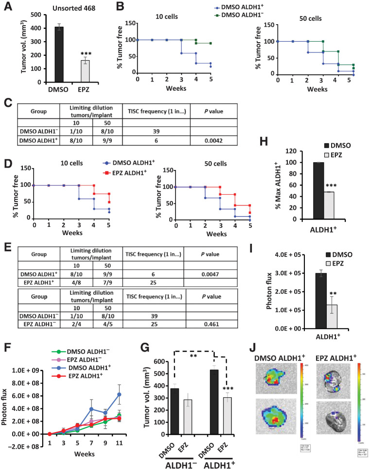 Figure 6. EPZ-5676 treatment decreases TISC abundance, tumor growth, and metastasis in ALDH1+ cell xenografts in vivo. A, Unsorted 468-luc cells pretreated with EPZ-5676 or DMSO for 10 days were orthotopically injected into mammary fat pad of NSG mice and then mice were treated with 50 mg/kg EPZ-5676 or vehicle via intraperitoneal injections every alternate day for six doses. Final tumor volumes at sacrifice are graphed. ***, P = 0.00053. B, Tumor formation from limiting dilutions of 10 ALDH1+ cells compared with 10 ALDH1− cells and 50 ALDH1+ cells compared with 50 ALDH1− cells is graphed as % tumor-free mice over time. C, Tumor formation in mice and TISC frequency was calculated using L-Calc limiting dilution software (STEMCELL Technologies) comparing control DMSO ALDH1+ with DMSO ALDH1− mice groups. D, Tumor formation in mice injected with 10 EPZ-5676–treated ALDH1+ cells compared with 10 DMSO-treated ALDH1+ cells and 50 EPZ-5676–treated ALDH1+ cells compared with 50 DMSO controls is graphed as % tumor-free mice over weeks. E, Tumor formation and TISC frequency are tabulated for the drug-treated ALDH1+ mice group and the vehicle control ALDH1+ group (top) and for drug-treated ALDH1− cell–injected mice and control ALDH1− cell–injected mice. F, Tumor growth is plotted as mean tumor bioluminescence over time in mice injected with 5,000 EPZ-5676–treated or vehicle-treated ALDH1+ and ALDH1− cells. G, Mean final tumor volumes from 5,000 cell injection groups at sacrifice are graphed ± SEM. Control ALDH1+ tumors vs. control ALDH1− **, P = 0.01; EPZ-5676 ALDH1+ tumors vs. DMSO control ALDH1+ ***, P = 0.0009. H, Tumors from mice injected with 5,000 EPZ-5676 (EPZ) or vehicle–treated ALDH1+ cells were excised at sacrifice, digested into single cells and analyzed for % ALDH1+ cells and graphed as % max ALDH1+ cells ± SEM. ***, P = 0.00012. I, Primary orthotopic tumor sites in mice injected with 5,000 EPZ- or vehicle-treated ALDH1+ cells were covered, and bioluminescence from metastasis outside the primary tumor bed was measured. **, P = 0.01. J, Representative images of lung metastasis imaged ex vivo at the time of sacrifice. The signal bioluminescence is indicated in the side bar.