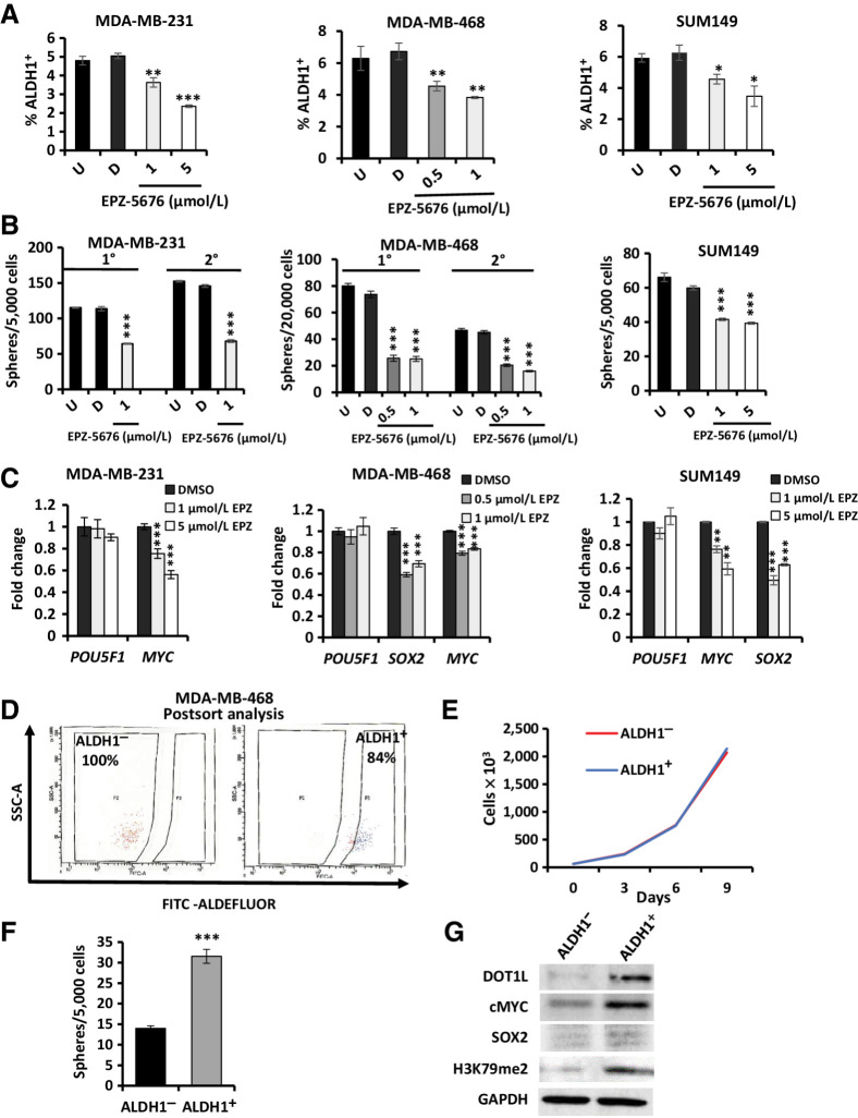 Figure 3. DOT1L inhibition decreases CSC properties and CSC-enriched ALDH1+ cells express high DOT1L and H3K79me2 levels. A, MDA-MB-231 (left), SUM149 (right), and MDA-MB-468 (center) cells were treated ± EPZ-5676 or DMSO for 10 days and then assayed for ALDH1 activity (%ALDH1+) by the ALDEFLUOR assay. B, MDA-MB-231 (left), SUM149 (right), and MDA-MB-468 (center) cells were pretreated ± EPZ-5676 or DMSO for 10 days and then seeded into sphere assays ± EPZ-5676 or DMSO added once to the media at seeding without further replenishment. Spheres ≥ 75 μm were counted after 12–14 days and graphed as mean ± SEM. C, Embryonic stem cell TFs POU5F1 (OCT4), MYC, and SOX2 expression was assayed by qPCR after 10-day exposure to EPZ-5676 or DMSO and mean values graphed ± SEM. D, ALDH1 activity was assayed in 468 cells by ALDEFLUOR assay, and ALDH1+ and ALDH1− cells were sorted by flow cytometry as described in Materials and Methods. Representative images show the purity of flow-sorted ALDH1+ and ALDH1− populations upon postsort analysis. E, Population growth curves show mean cell numbers of sorted ALDH1+ and ALDH1− 468 cells grown over 9 days in culture. F, FACS-sorted 468 ALDH1+ and ALDH1− cells were seeded into sphere assays. Spheres ≥ 75 μm were counted at 14 days, and mean sphere numbers are graphed ± SEM. G, Western blots show DOT1L, cMYC, SOX2, and global H3K79 dimethylation levels in sorted ALDH1+ and ALDH1− 468 populations. All assays with graphed data were performed as three technical replicates in each of three biological repeats, and mean numbers are graphed ± SEM. Student t test compares each drug condition with untreated control: *, P ≤ 0.05; **, P ≤ 0.01; ***, P ≤ 0.001. See also Supplementary Fig. S2.