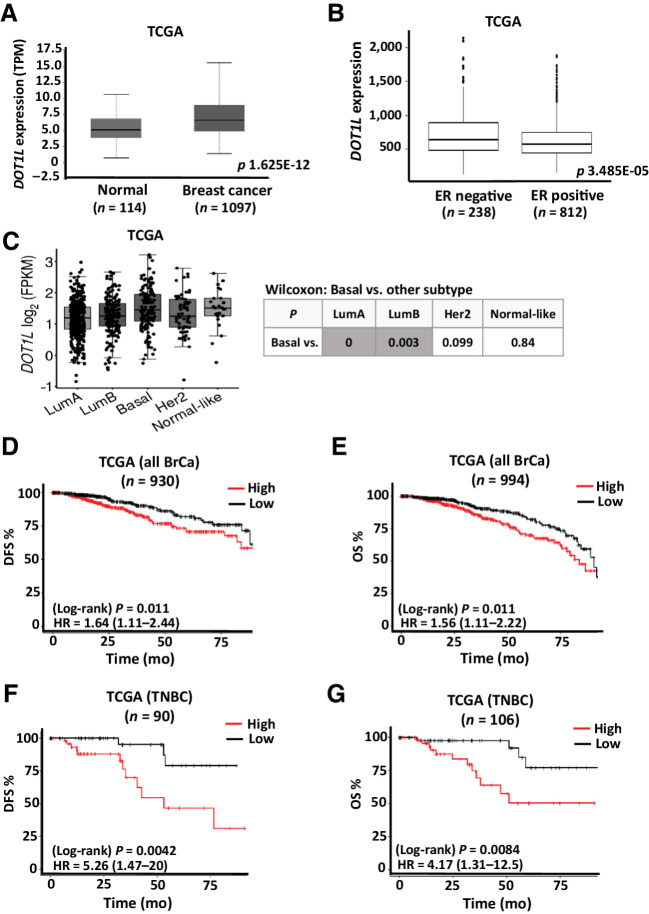 Figure 1. Prognostic value of DOT1L expression in breast cancer. A, Box plot comparing DOT1L gene expression in breast cancer (n = 1,097) and normal breast tissue (n = 114) using TCGA data set. (The data figure was generated using UALCAN cancer OMICS web portal) (50). B, Box plot comparing DOT1L gene expression in estrogen receptor positive (n = 812) and estrogen receptor negative (n = 238) in TCGA data set downloaded from cBioPortal. C, Gene-expression analysis of DOT1L expression (FPKM) in breast cancer subtypes using TCGA data set. Nonparametric Wilcoxon test P values for comparison of basal vs. each subtype is tabulated. (The data figure was generated using tumorsurvival.org portal.) D and E, Breast cancer data from TCGA was downloaded from cbioportal.org. Kaplan–Meier analysis shows association of DOT1L gene expression above or below median expression with DFS or OS, for patients who had disease recurrence (D) or who died within 8 years (E). F and G, TNBC data from TCGA were downloaded from cbioportal.org. Kaplan–Meier analysis shows association of DOT1L gene expression above or below median expression with RFS (F) or OS (G), for TNBC patients who had disease recurrence or who died within 8 years, respectively. HA = hazard ratio; log-rank P values are shown. See also Supplementary Fig. S1.