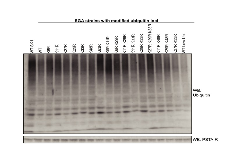 Figure 1—figure supplement 2.