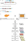 Figure 1—figure supplement 6.