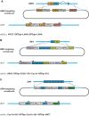 Figure 1—figure supplement 1.