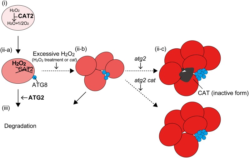 Figure 10.