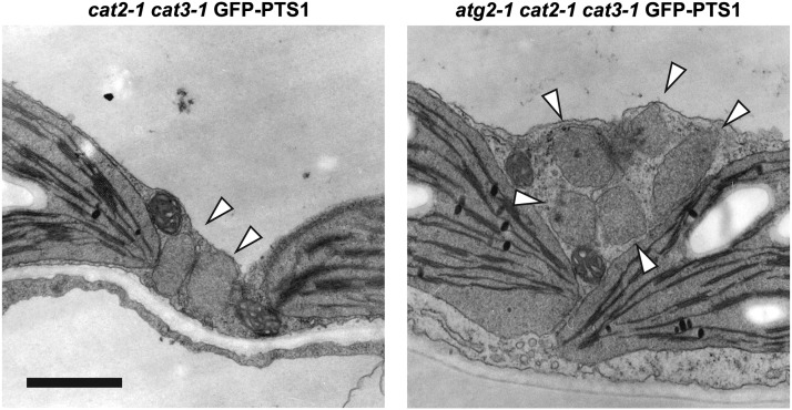 Figure 9.