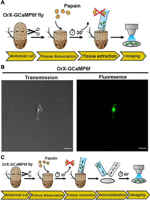 FIGURE 2