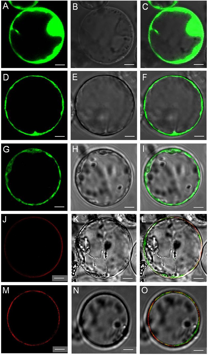 FIGURE 2