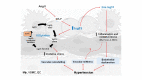 Graphical Abstract
