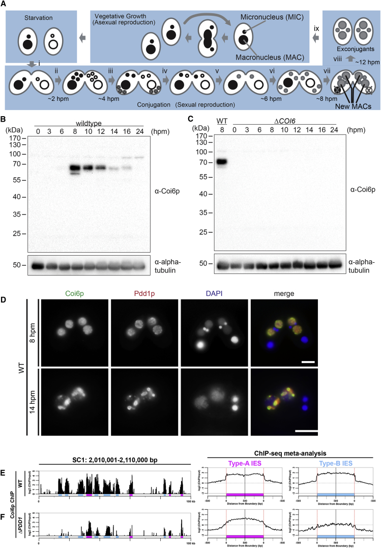 Figure 1