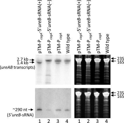 FIG. 5.