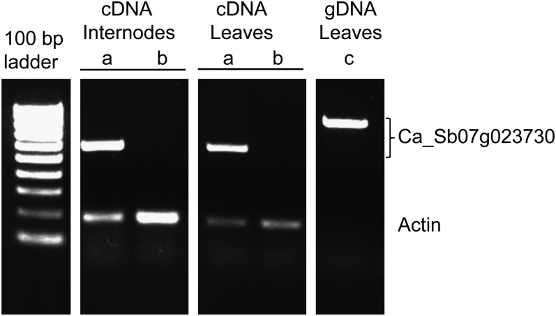 Figure 5 