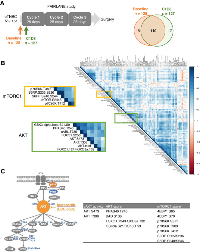 Figure 1. RPPA analysis of cell signaling proteins from frozen tumor samples in FAIRLANE study. A, Schematic showing the collection of baseline and cycle 1 day 8 (C1D8) tumor samples for RPPA analysis. Venn diagram shows the number of the baseline and C1D8 RPPA samples. B, Correlation plot showing the pair-wise correlation between all endpoints measured by RPPA at baseline. The AKT and mTORC1 downstream components cluster tightly together shown in the zoomed plot. C, Diagram of the AKT/mTORC1 signaling pathway highlighting the phosphorylation sites measured by RPPA in this study. pAKT activity, AKT score, and mTORC1 score were calculated by the phosphorylation levels of AKT itself, AKT, and mTORC1 direct substrates, respectively.