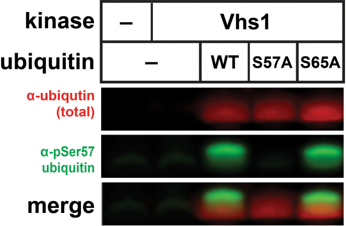 Figure 3—figure supplement 1.