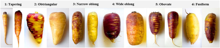 FIGURE 3