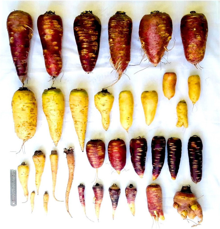 FIGURE 2