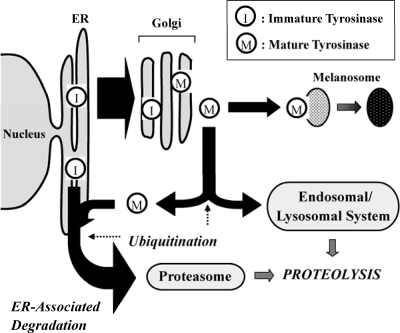 Scheme 1.