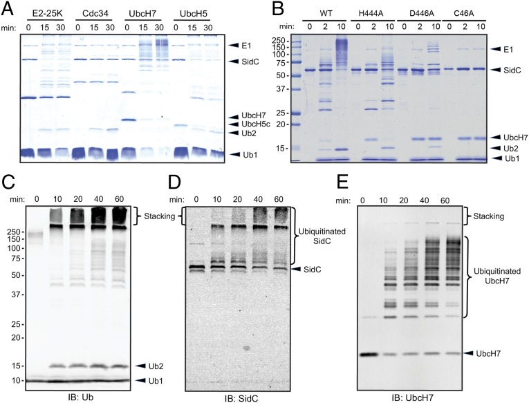 Fig. 3.