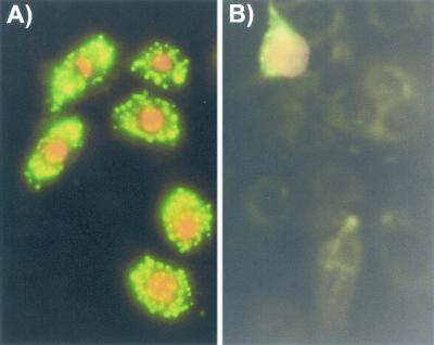 FIG.6.