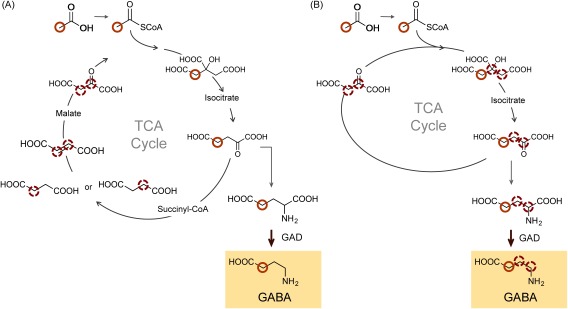 Fig. 6. The expected 13C-labeled position of metabolites by [2-13C] acetic acid (A) in the first round and (B) in the second and later rounds.