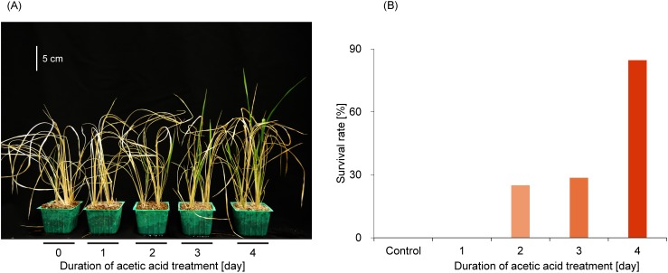 Fig. 5. Effect of the duration of acetic acid treatment on rice plants. (A) Picture of rehydrated rice plants treated differently with acetic acid. (B) Survival rates and duration of acetic acid treatment (n=8–14).