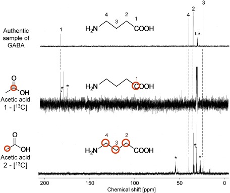 Fig. 3. 13C-NMR spectra of the root extracts and authentic GABA sample (100 MHz). The signals with asterisks were assigned to those derived from glutamate.