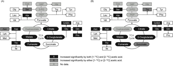 Fig. 2. Significant difference of 13C-labelled ratios relative to the control (non-labeled acetic acid) (A) in shoots and (B) in roots (p<0.05 using Tukey–Kramer’s multiple test, n=4).