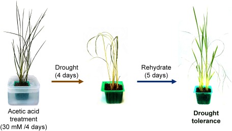 Fig. 1. Overview of drought tolerance induced by acetic acid treatment. The rice plants seemed to be withered and dead when they faced drought stress; however, new leaves grew after rehydration.