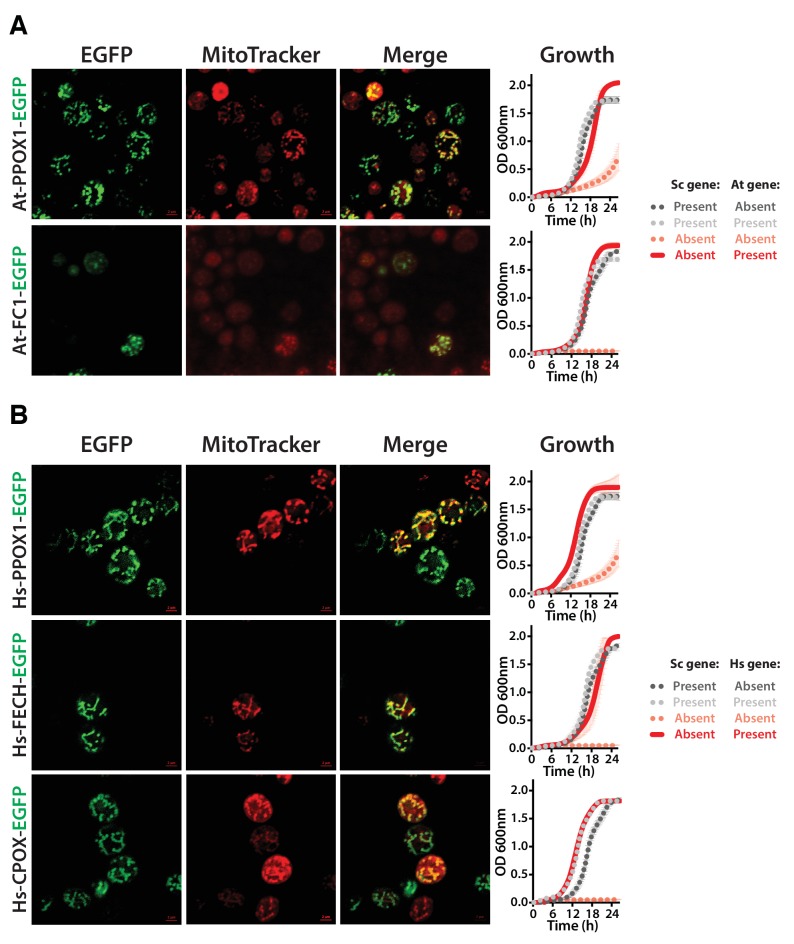 Figure 6—figure supplement 2.