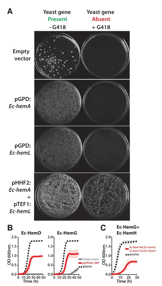 Figure 4—figure supplement 2.